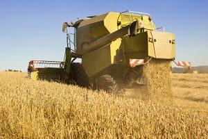 combine,harvesting,wheat,in,summer,afternoon